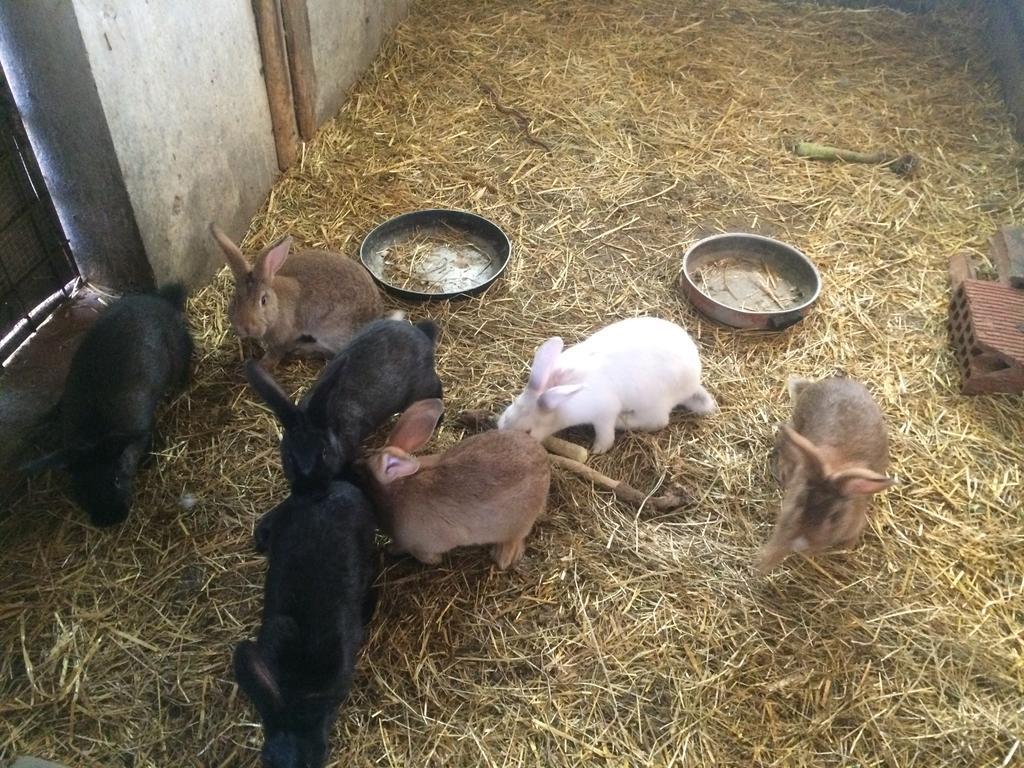 베르티노로 Agriturismo 7 Colonne 빌라 외부 사진
